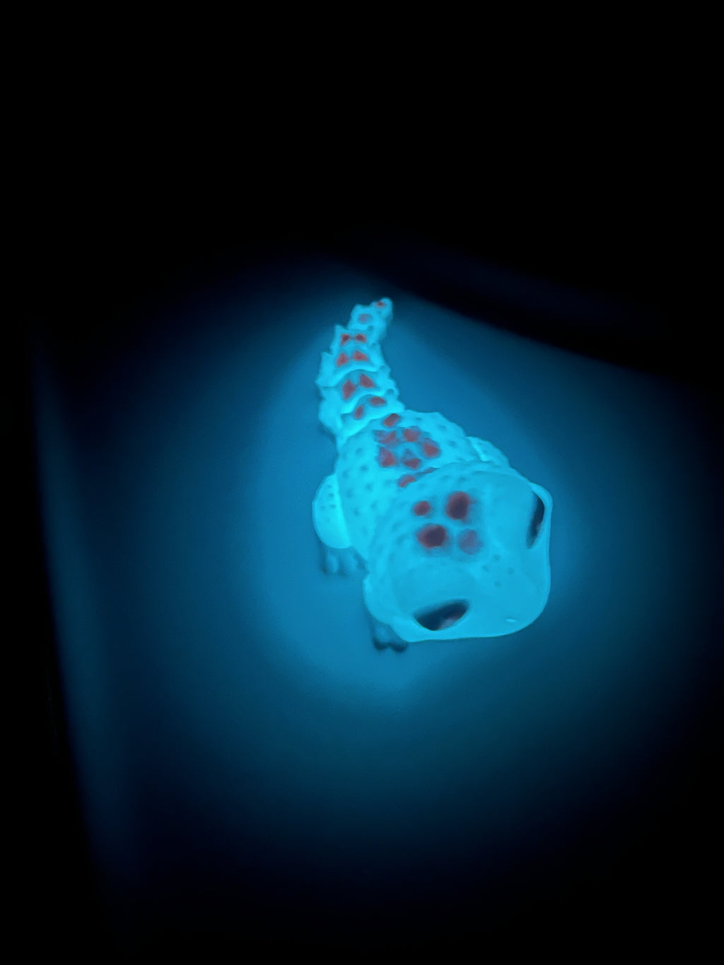 Glow in the Dark Articulated Gecko