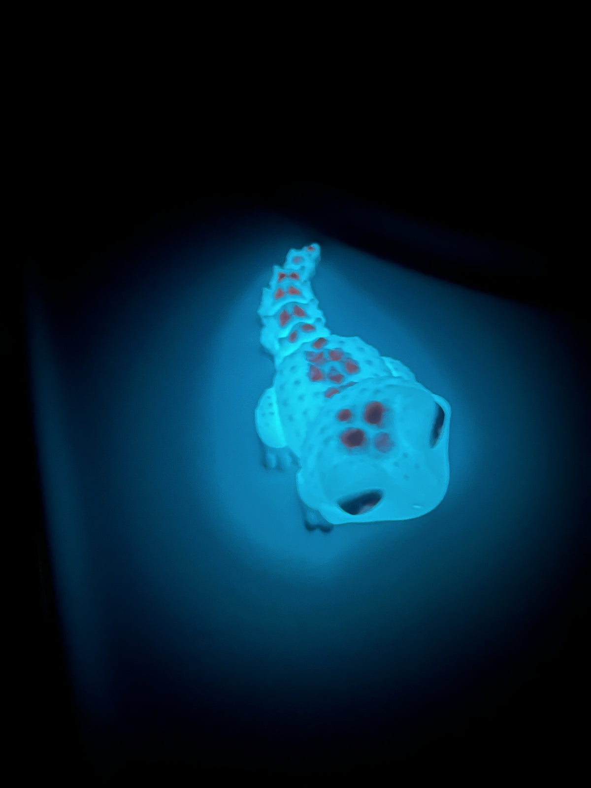 Glow in the Dark Articulated Gecko